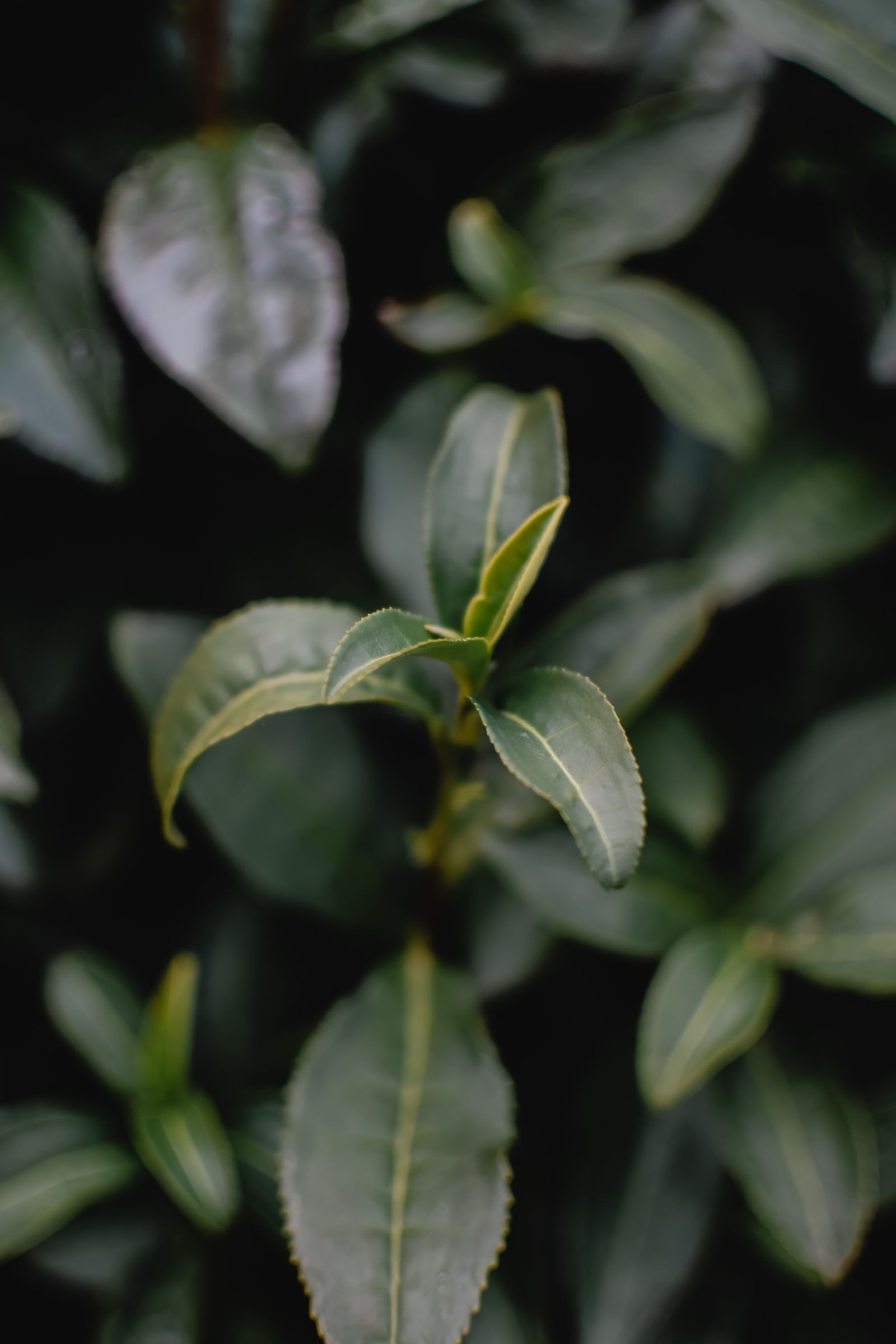 みずみずしい茶葉